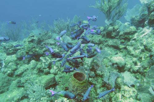 Dive-5-20230310-19