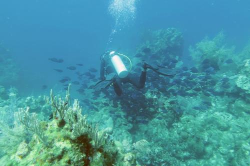 Dive-5-20230310-2