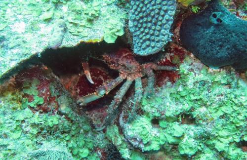Dive-5-20230310-20