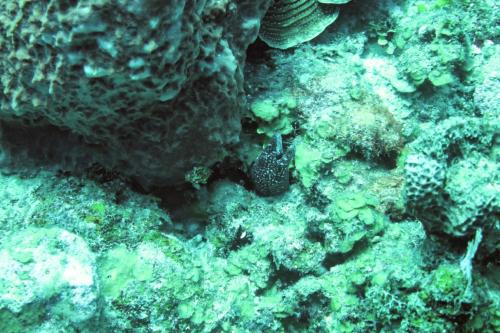 Dive-5-20230310-21