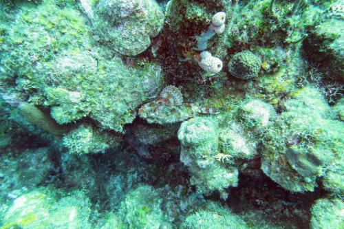 Dive-5-20230310-22