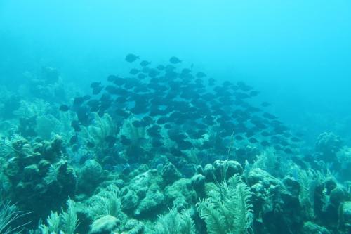Dive-5-20230310-27
