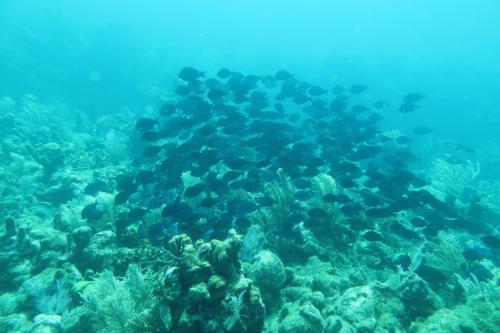 Dive-5-20230310-28