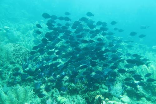 Dive-5-20230310-29