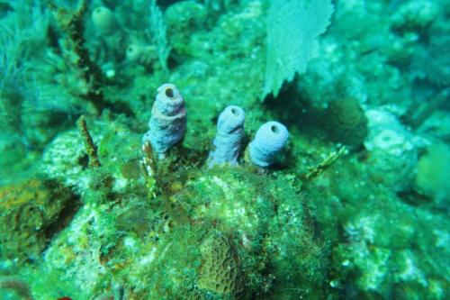 Dive-5-20230310-3