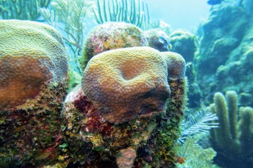 Roatan 2023 - Dive 5