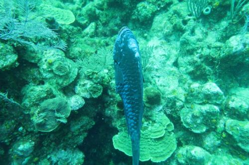 Dive-5-20230310-4