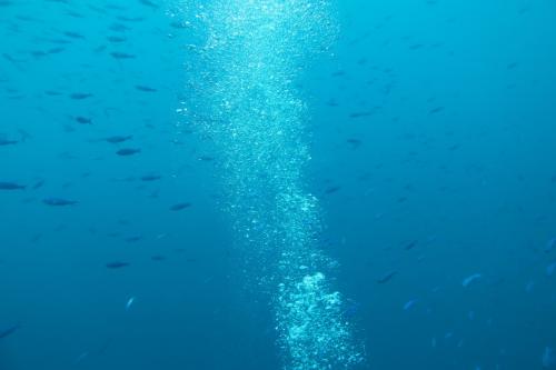 Dive-5-20230310-6