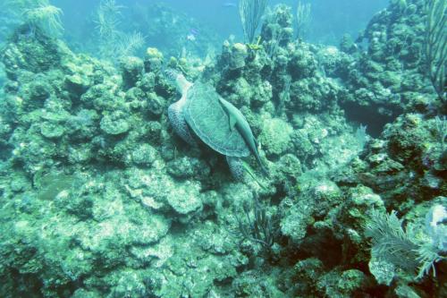 Dive-5-20230310-7