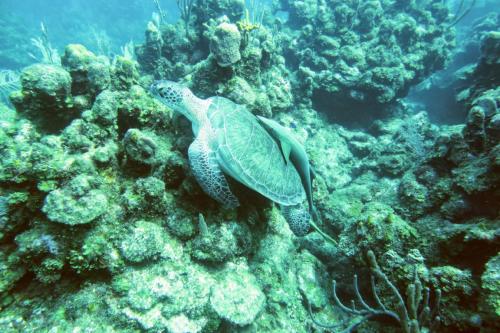 Dive-5-20230310-8