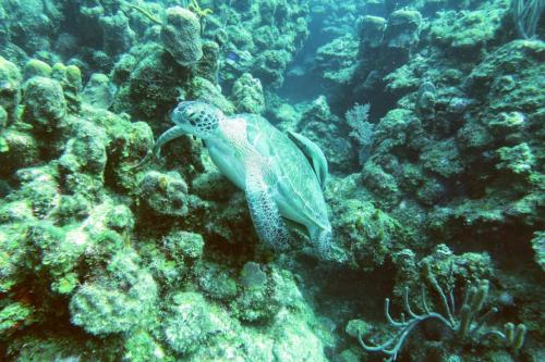 Dive-5-20230310-9