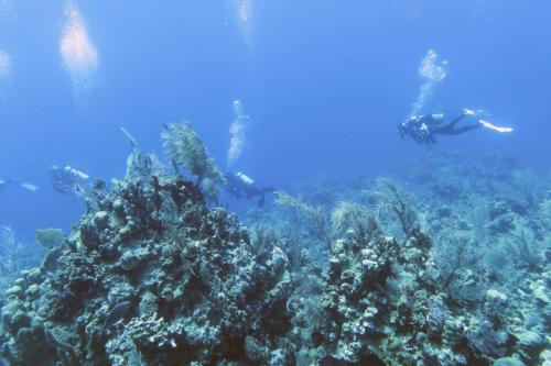 Dive-7-20230324-1