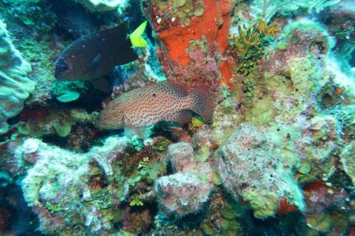 Dive-7-20230324-10