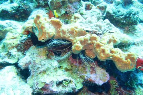 Dive-7-20230324-11
