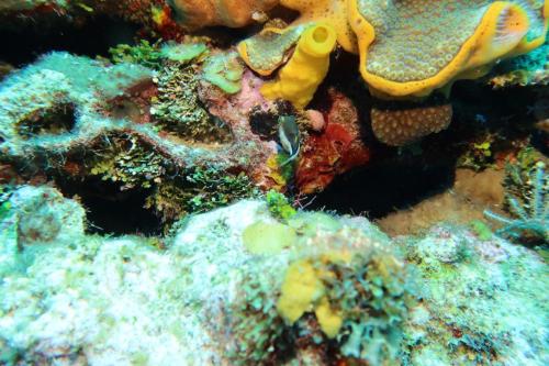 Dive-7-20230324-12