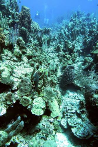 Dive-7-20230324-13