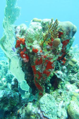 Dive-7-20230324-16