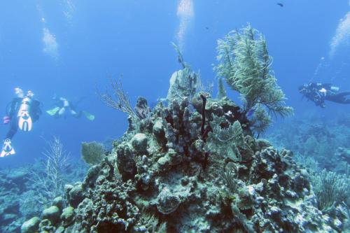 Dive-7-20230324-2