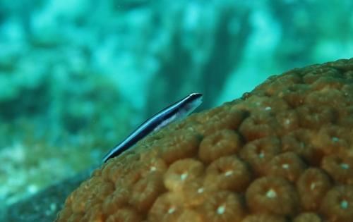 Roatan 2023 - Dive 7