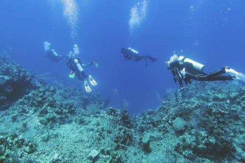 Dive-7-20230324-3