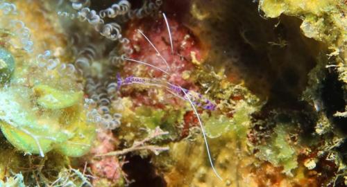 Dive-7-20230324-6