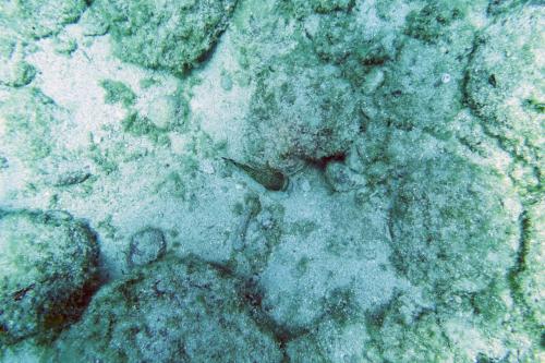 Dive-8-20230331-1