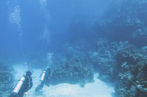 Dive-8-20230331-10