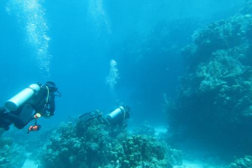 Dive-8-20230331-11