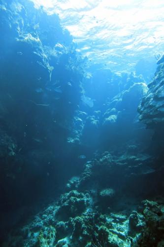Dive-8-20230331-13