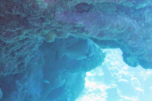 Dive-8-20230331-14