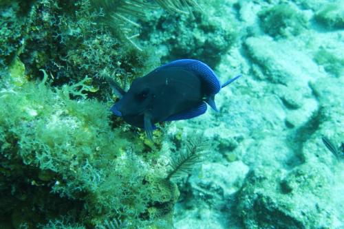Dive-8-20230331-15