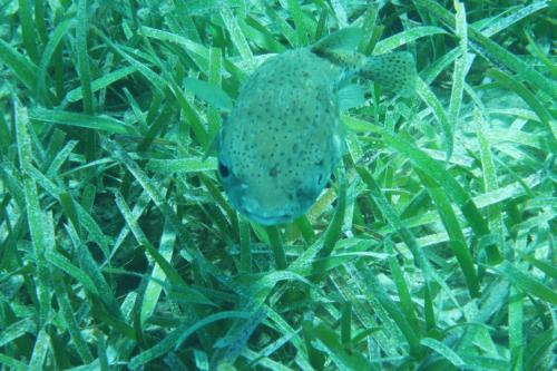 Dive-8-20230331-18