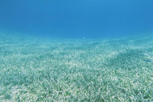 Dive-8-20230331-19