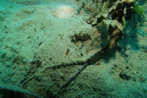 Roatan 2023 - Dive 8