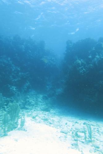 Dive-8-20230331-5