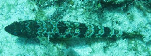 Dive-8-20230331-7