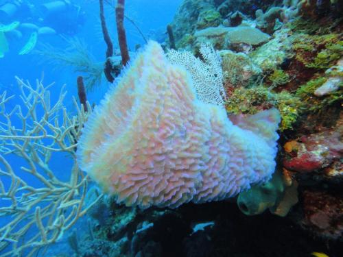 Roatan 2017 - Dives 1 & 2