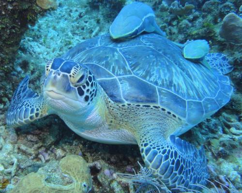 Roatan 2018 - Dives 5 & 6