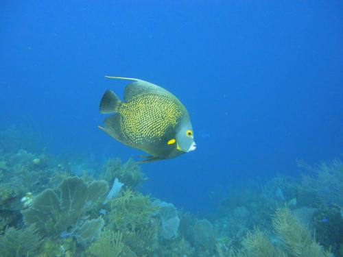 Roatan 2018 - Dives 7 & 8
