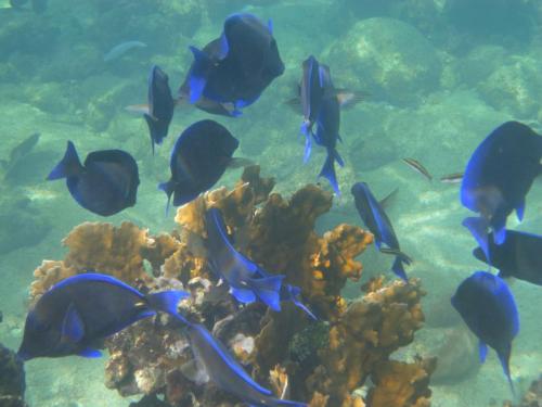Roatan Snorkelling